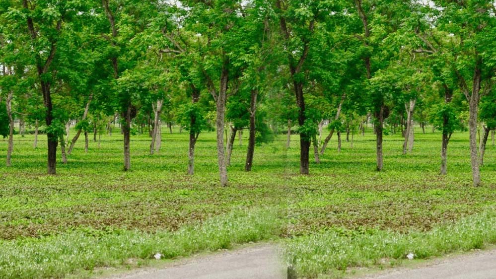 पर्यावरण संरक्षण को नई दिशा: छत्तीसगढ़ में मियावाकी तकनीक से तेजी से विकसित हो रहे वन