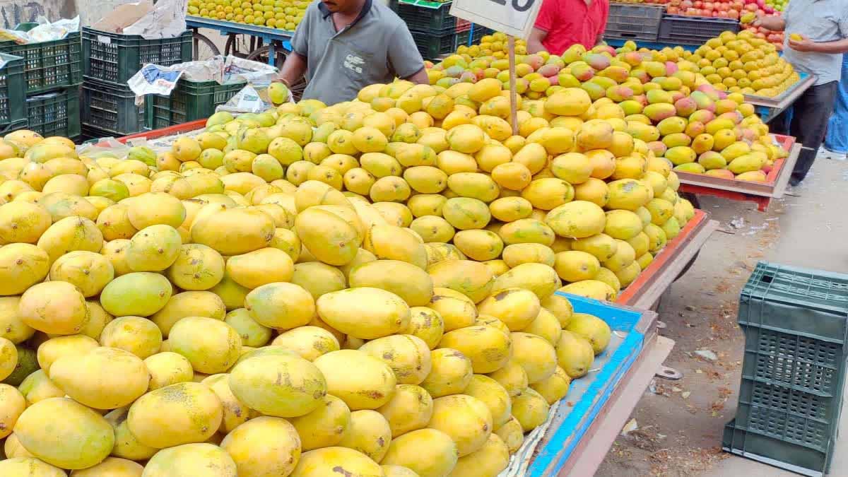 आंधी-बारिश के बाद आम किसानों की उम्मीद बैगिंग तकनीक पर टिकी, उद्यान विभाग कर रहा मदद