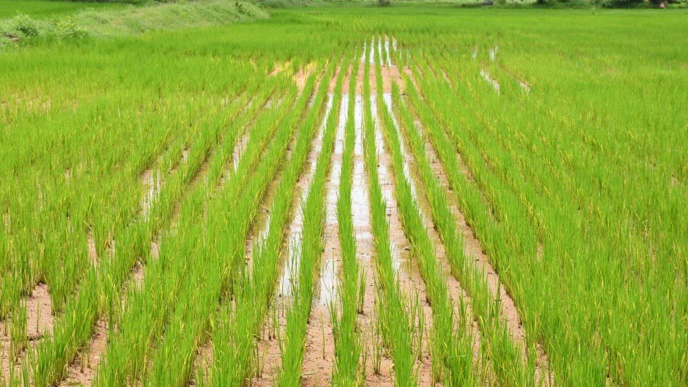 पानी संकट से निपटने को पंजाब सरकार का बड़ा कदम, DSR तकनीक अपनाएंगे किसान