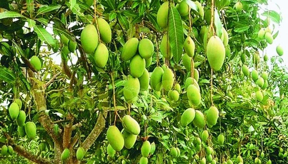 हर दो दिन में मौसम का मिजाज बदलेगा, आंधी और बारिश से आम की फसलें होंगी प्रभावित, पैदावार में गिरावट