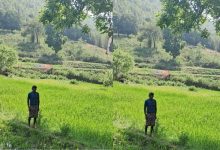 सिंचाई सुविधा से बदल रही तस्वीर, जिले में 3674 हेक्टेयर में गरमा खेती