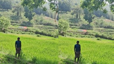सिंचाई सुविधा से बदल रही तस्वीर, जिले में 3674 हेक्टेयर में गरमा खेती