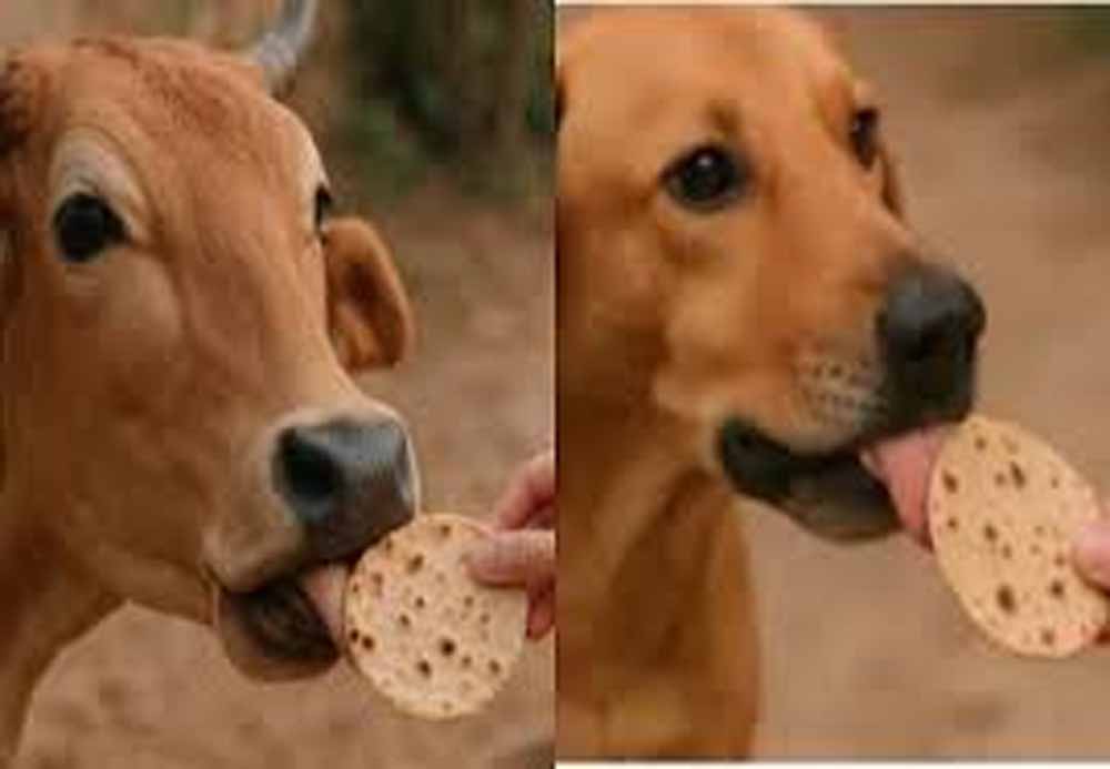पहली रोटी गाय और आखिरी कुत्ते को क्यों? जानें इसके पीछे की धार्मिक मान्यता