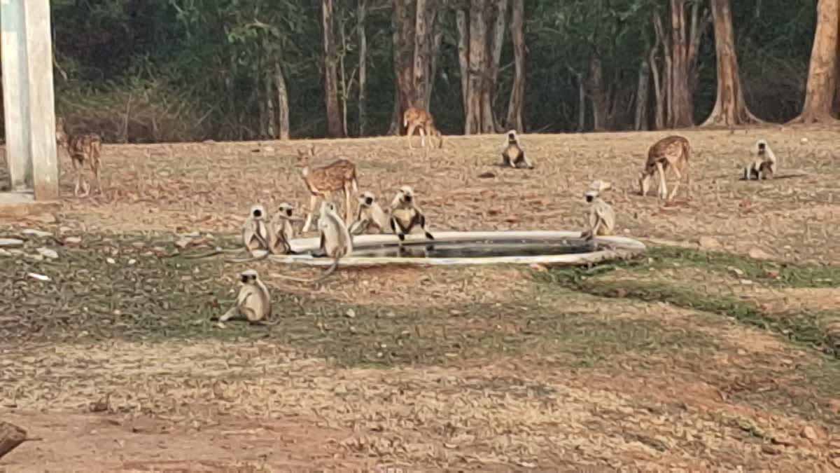 बेतला नेशनल पार्क में जानवर पानी को तरसे, जंगलों में लू और प्यास का कहर बेतला नेशनल पार्क में जानवर पानी को तरसे, जंगलों में लू और प्यास का कहर