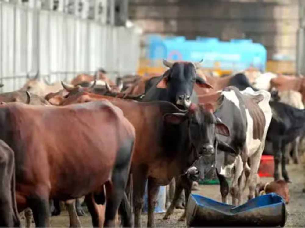 भदवासिया में गोवंश जलने की घटना, CCTV से सच तलाश रही पुलिस भदवासिया में गोवंश जलने की घटना, CCTV से सच तलाश रही पुलिस