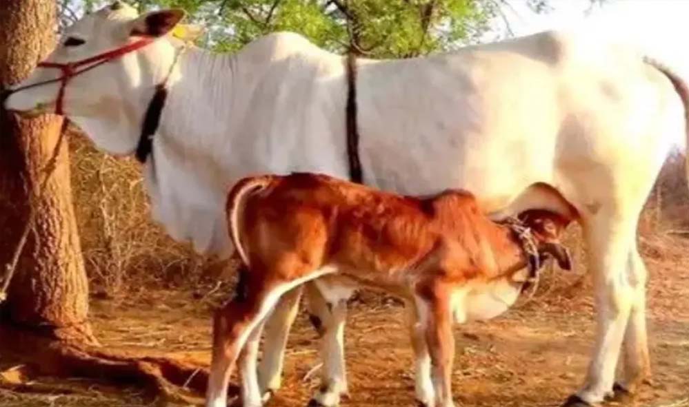 गो सेवा से समृद्धि: यूपी की डेयरी सेक्टर बनी ग्रामीण अर्थव्यवस्था की रीढ़