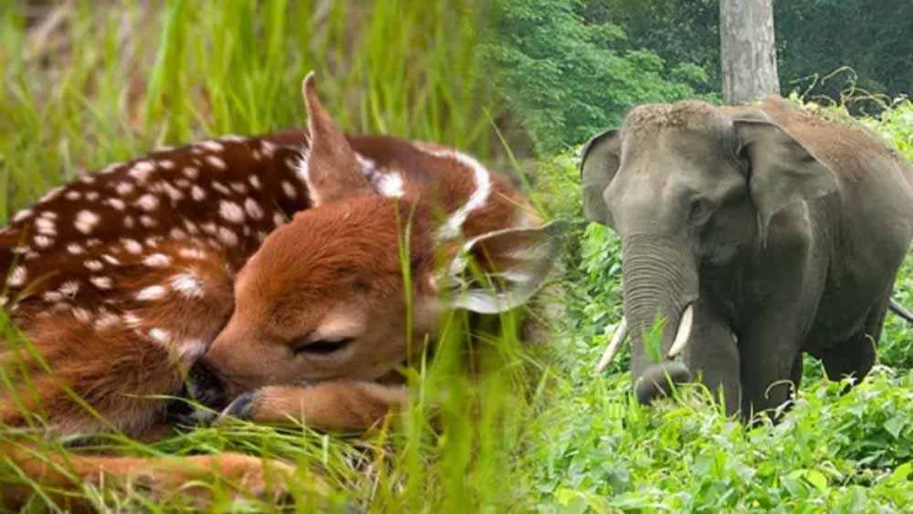 40 डिग्री से अधिक तापमान में भी कलेसर बना वन्य जीवों का ठिकाना, पानी में ठंडक ढूंढ रहे हाथी