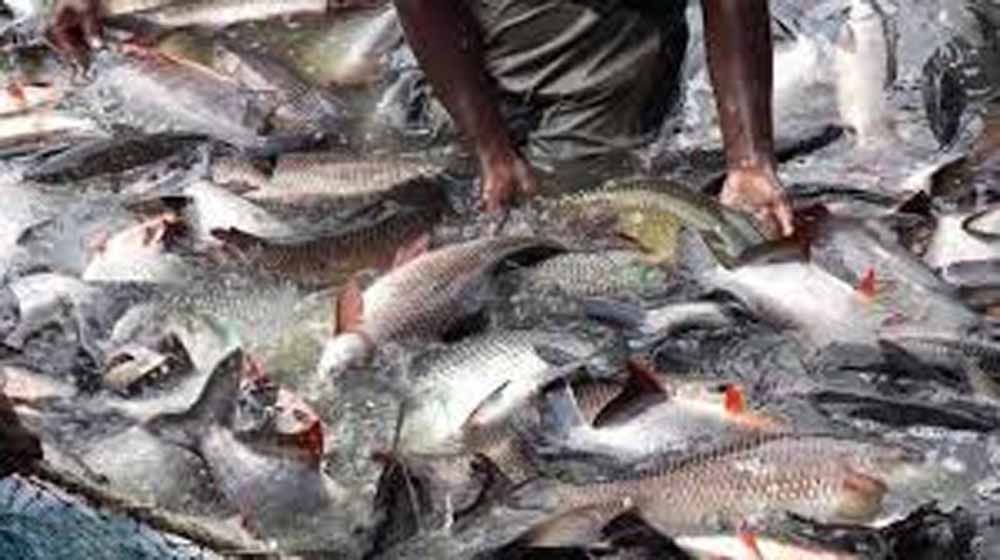 फिश मंडी से लेकर एक्वा पार्क तक: यूपी सरकार की नई योजना से बढ़ेगा मत्स्य उत्पादन और कारोबार