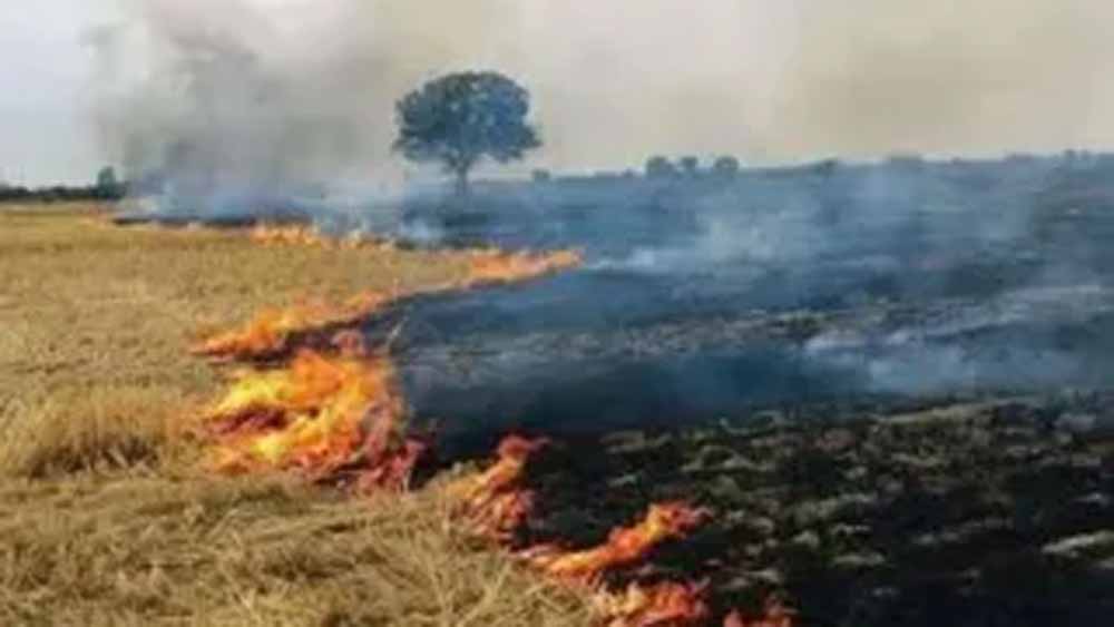 हरियाणा में पराली जलाने के मामले बढ़े, हजारों जगह खेतों में लगी आग