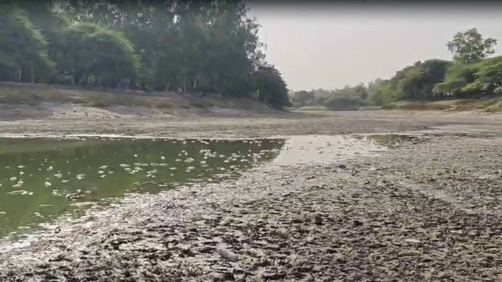 पूर्वी दिल्ली: संजय झील सूखने से मछलियों की बड़ी संख्या में मौत, पाइपलाइन खराबी बताई जा रही वजह
