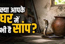 घर में सांप दिखना शुभ या अशुभ? जानें वास्तु शास्त्र क्या कहता है