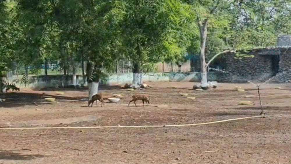 पर्यटकों को झटका! नंदनवन जू और जंगल सफारी की टिकट दरें बढ़ीं, AC बस किराया भी महंगा
