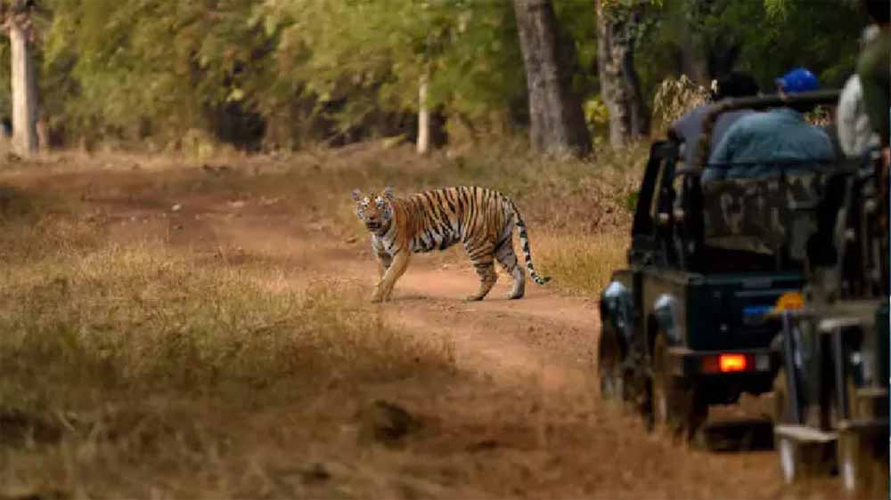 अत्यधिक तापमान के चलते नंदन वन जंगल सफारी पर ब्रेक, प्रशासन ने लिया बड़ा फैसला