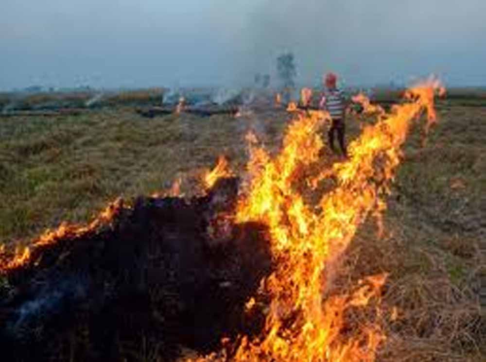 हरियाणा में नहीं थम रही पराली जलाने की घटनाएं, आदेश के बावजूद 7 गुना बढ़े केस