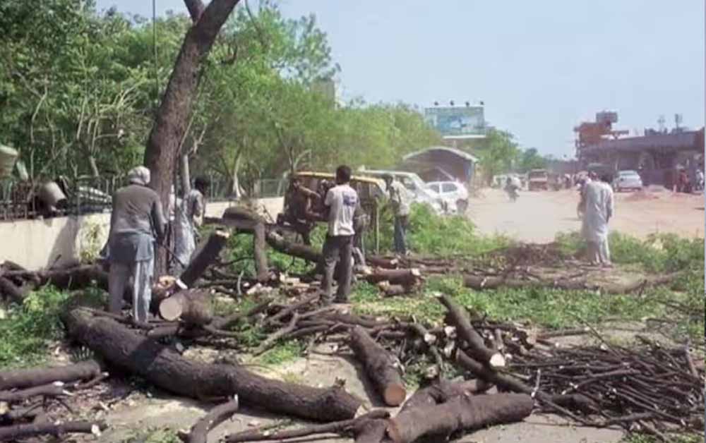 पेड़ों की कटाई पर HC सख्त, हिसार इंटरचेंज प्रोजेक्ट पर लगा ब्रेक पेड़ों की कटाई पर HC सख्त, हिसार इंटरचेंज प्रोजेक्ट पर लगा ब्रेक