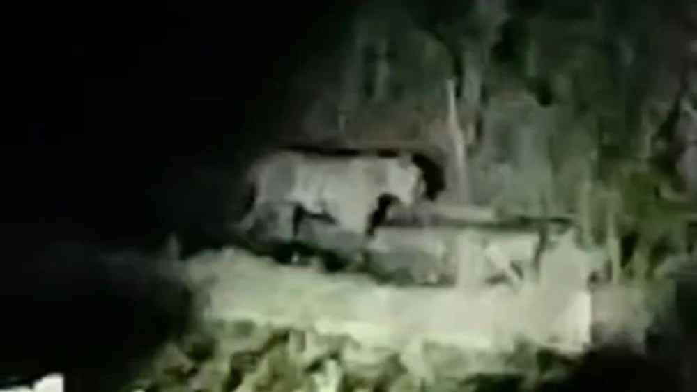 बाघ की दहशत से सहमे ग्रामीण, सूखी सेवनिया क्षेत्र में 15 दिन से बढ़ा खतरा