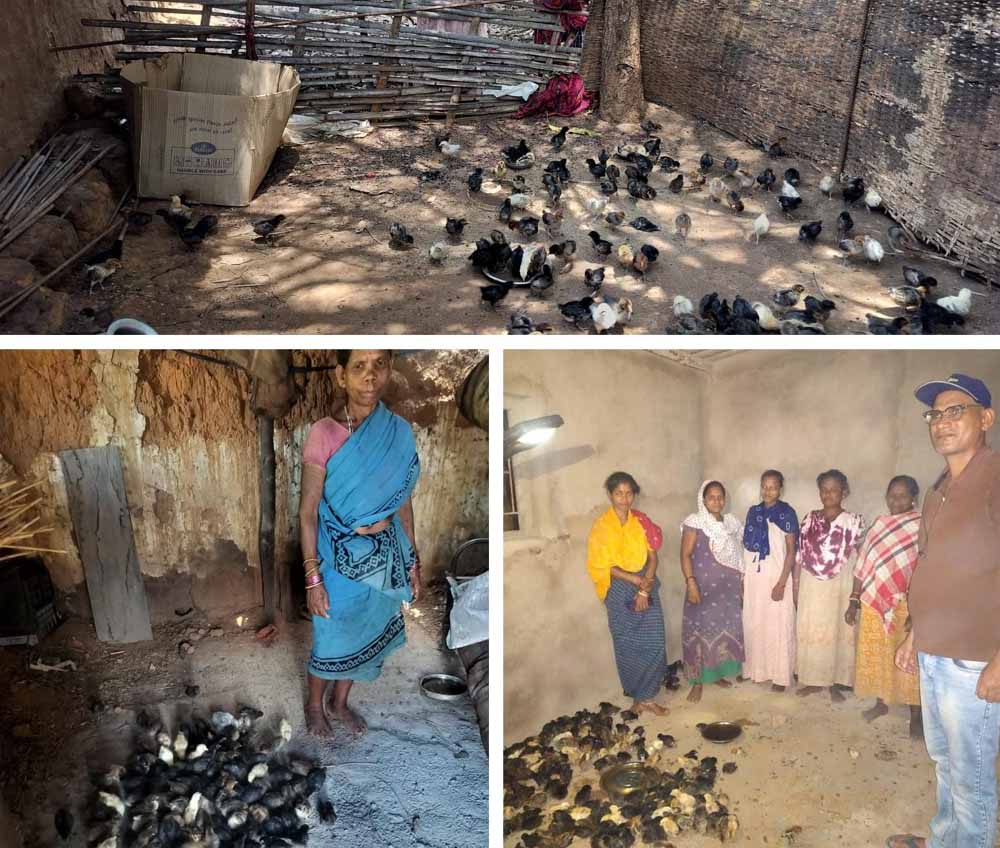 नियद नेल्लानार योजना: कच्चापाल जलप्रपात के पास 'इन्द्रावती समूह' की महिलाएँ मुर्गी पालन से लिख रहीं आत्मनिर्भरता की नई इबारत