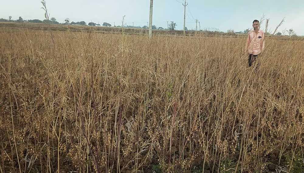 तूफानी रात से बेहाल मुक्तसर: अंधेरे में गुजरी रात, मंडियों में भीगा अनाज