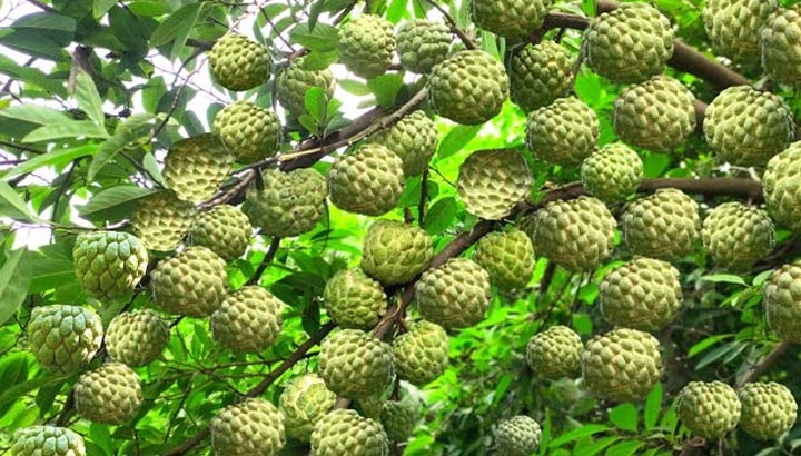 पारंपरिक खेती से आगे बढ़ रहे किसान, मालवा-निमाड़ में उद्यानिकी और नवाचार आधारित फसलों पर बढ़ा फोकस पारंपरिक खेती से आगे बढ़ रहे किसान, मालवा-निमाड़ में उद्यानिकी और नवाचार आधारित फसलों पर बढ़ा फोकस