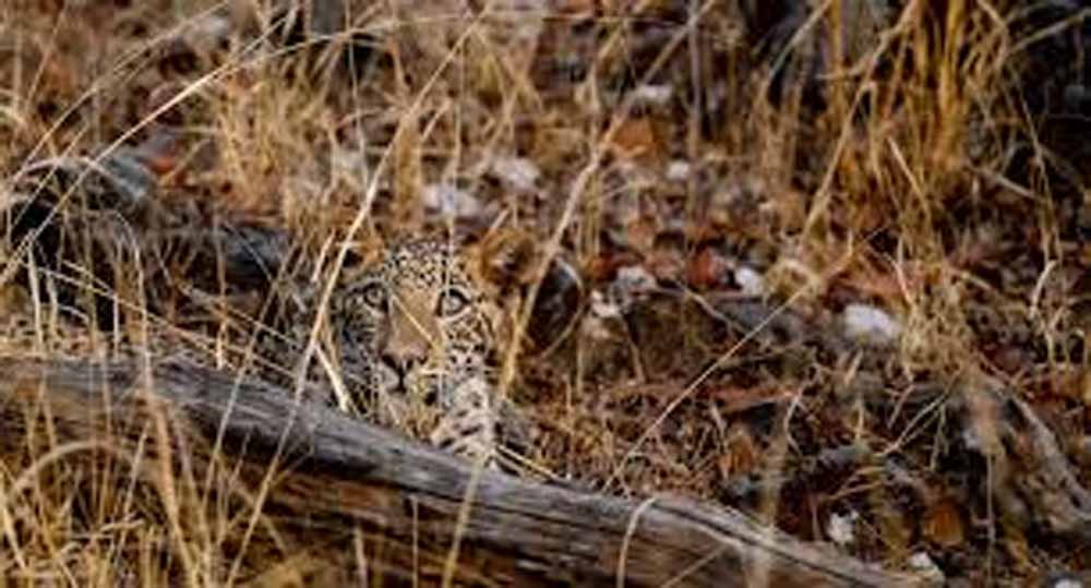 असोला भाटी अभयारण्य में बढ़ी तेंदुओं की मौजूदगी, कैमरा ट्रैप में जोड़े बार-बार रिकॉर्ड