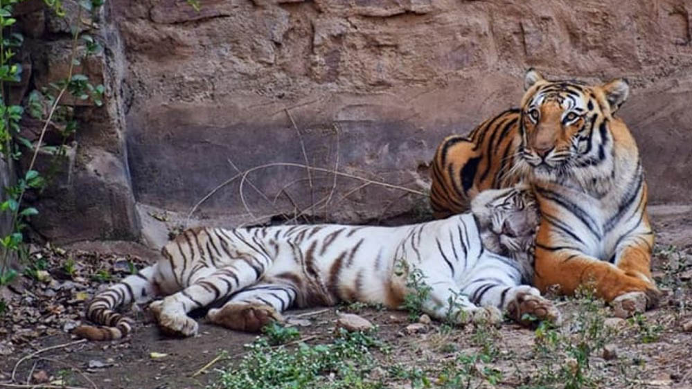 Gwalior Zoo News: CDV संक्रमण के खतरे के बीच मीरा के तीनों शावकों को नहीं मिलेगा खुला बाड़ा, पर्यटकों का इंतजार बढ़ा