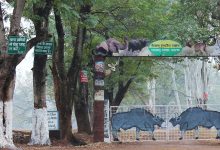 मानसून में वन संरक्षण को प्राथमिकता, झारखंड में एक करोड़ से अधिक पौधारोपण की तैयारी