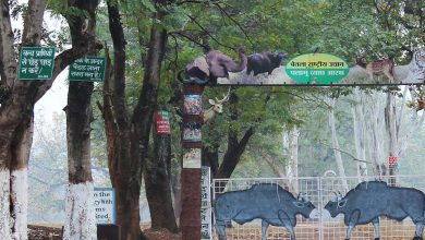 मानसून में वन संरक्षण को प्राथमिकता, झारखंड में एक करोड़ से अधिक पौधारोपण की तैयारी