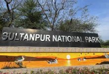 अब AI और ड्रोन रखेंगे पक्षियों पर नजर, सुल्तानपुर नेशनल पार्क में बनेगा डिजिटल डेटा बैंक