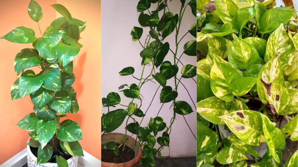 मनी प्लांट की ये गलतियां बन सकती हैं बर्बादी का कारण, जानें वास्तु नियम