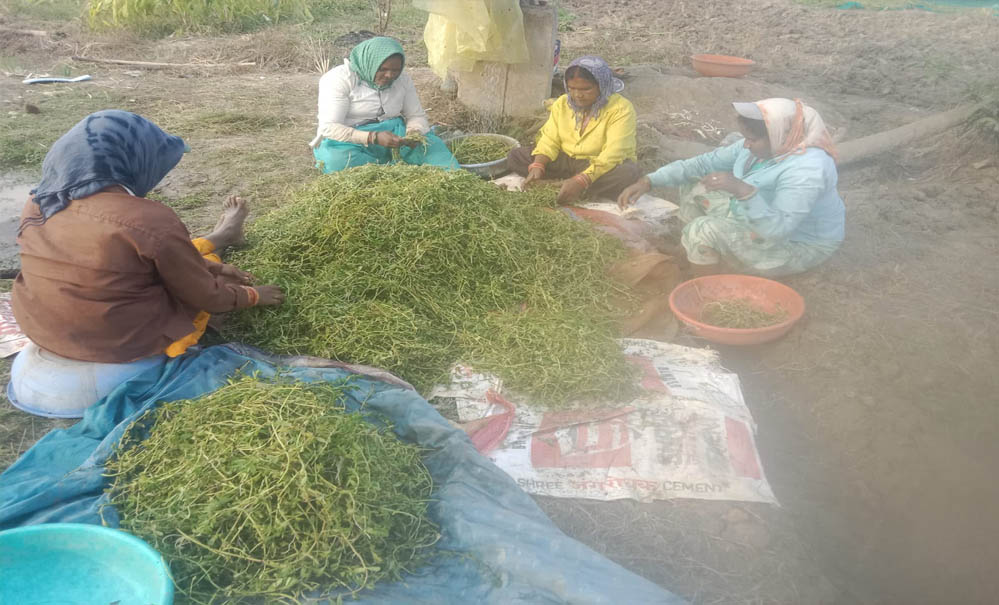 अनुपयोगी जमीन से समृद्धि की नई कहानी, धमतरी की महिलाओं ने औषधीय खेती से रचा नया मॉडल