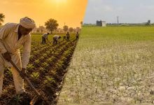 सूखे मानसून ने बढ़ाई पंजाब के किसानों की चिंता, 38% कम बारिश से धान की खेती पर खतरा