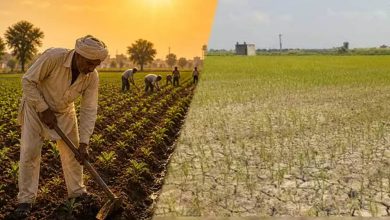 सूखे मानसून ने बढ़ाई पंजाब के किसानों की चिंता, 38% कम बारिश से धान की खेती पर खतरा