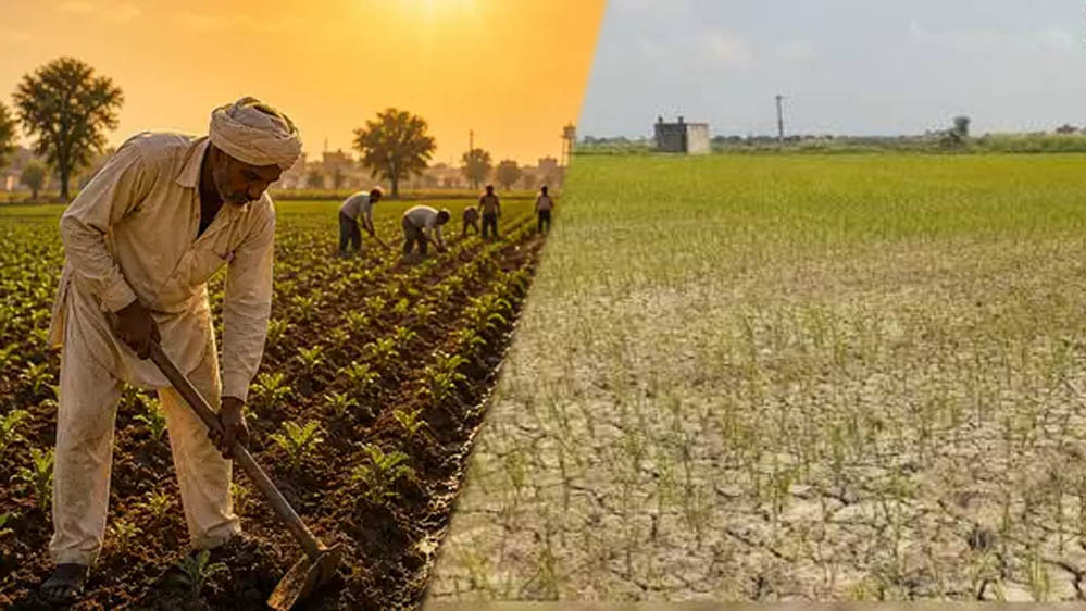 सूखे मानसून ने बढ़ाई पंजाब के किसानों की चिंता, 38% कम बारिश से धान की खेती पर खतरा