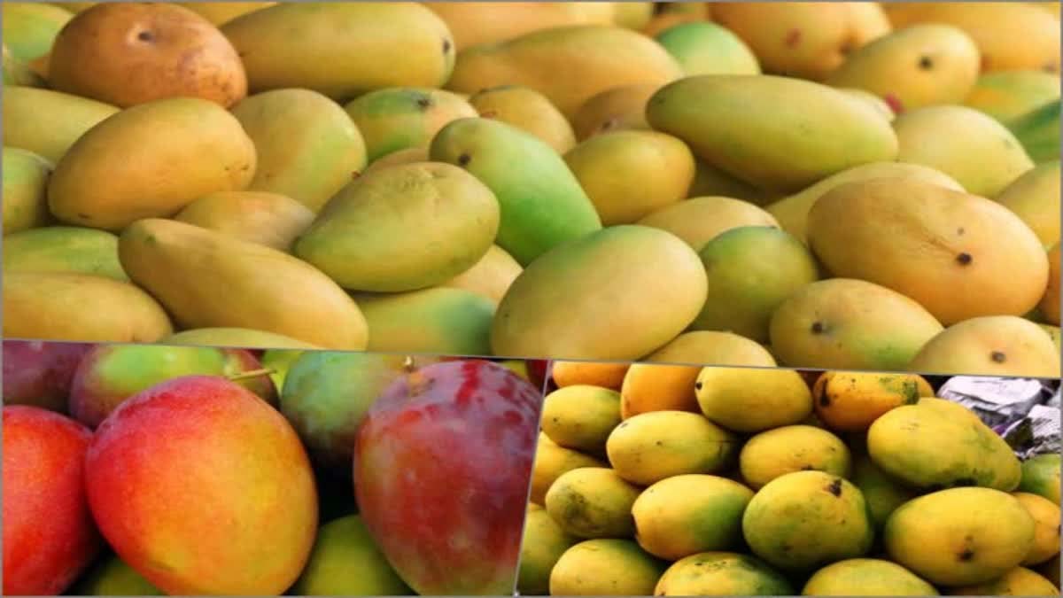 यादविन्द्रा गार्डन में शुरू होगा 33वां मैंगो मेला, जुटेंगे हजारों पर्यटक