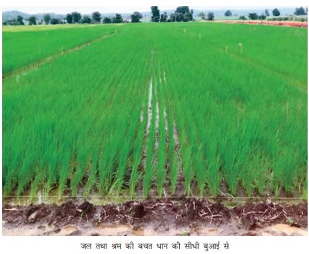 कम पानी में बेहतर उत्पादन देगा सीधी बुआई तकनीक, किसानों को राहत