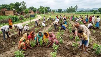 'एक पेड़ मां के नाम' अभियान को बढ़ावा, स्वतंत्रता दिवस पर हर जिले में लगेंगे 150 पौधे