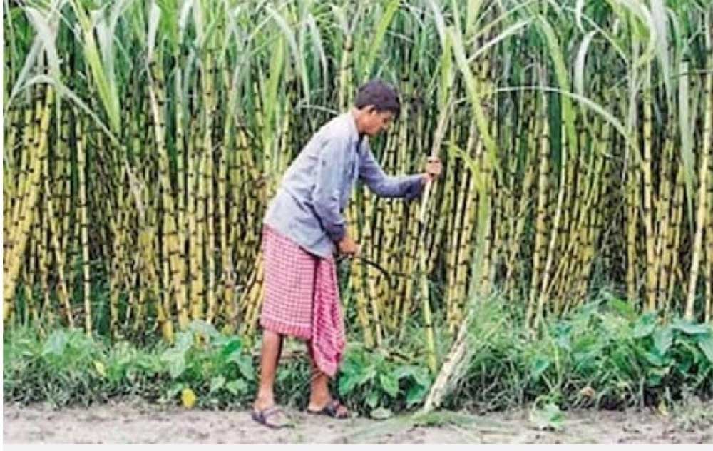 योगी सरकार 6 से 11 जुलाई तक प्रदेश की सभी सहकारी गन्ना विकास समितियों में चलाएगी सामाजिक सुरक्षा जागरूकता एवं नामांकन महाअभियान