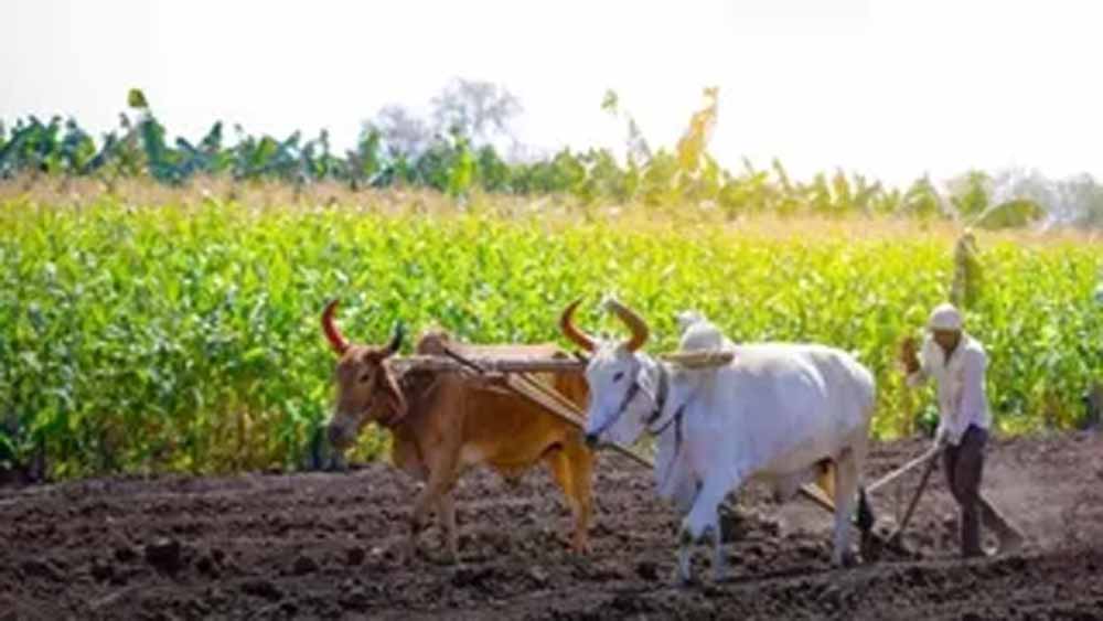 किसानों के लिए जरूरी सूचना: MSP और खाद सुविधा हेतु 'मेरी फसल-मेरा ब्योरा' में 31 जुलाई तक रजिस्ट्रेशन