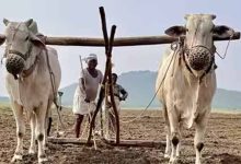 हरियाणा सरकार का बड़ा फैसला, अगले रबी सीजन तक लागू रहेगी प्रधानमंत्री फसल बीमा योजना हरियाणा सरकार का बड़ा फैसला, अगले रबी सीजन तक लागू रहेगी प्रधानमंत्री फसल बीमा योजना