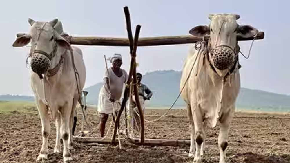 हरियाणा सरकार का बड़ा फैसला, अगले रबी सीजन तक लागू रहेगी प्रधानमंत्री फसल बीमा योजना