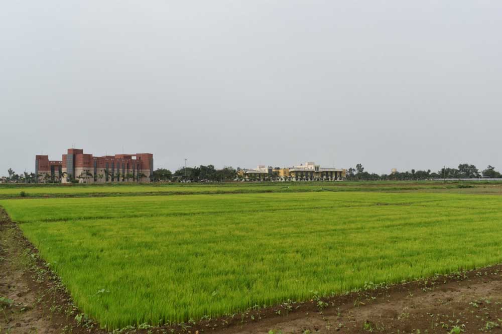 विलंबित मानसून के बीच धान किसानों के लिए आईसीएआर-एनआईबीएसएम की विशेष सलाह