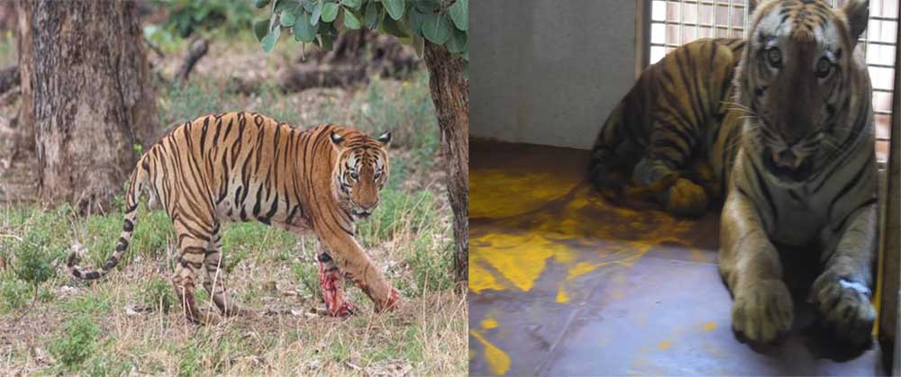 युवराज बाघ का खिवनी अभ्यारण से वन विहार तक का सफर युवराज बाघ का खिवनी अभ्यारण से वन विहार तक का सफर
