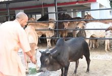 अब प्रतियोगिता से निखरेंगी गोशालाएं, उत्कृष्ट मॉडल को मिलेगा पुरस्कार