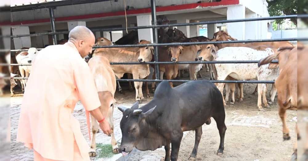 अब प्रतियोगिता से निखरेंगी गोशालाएं, उत्कृष्ट मॉडल को मिलेगा पुरस्कार अब प्रतियोगिता से निखरेंगी गोशालाएं, उत्कृष्ट मॉडल को मिलेगा पुरस्कार