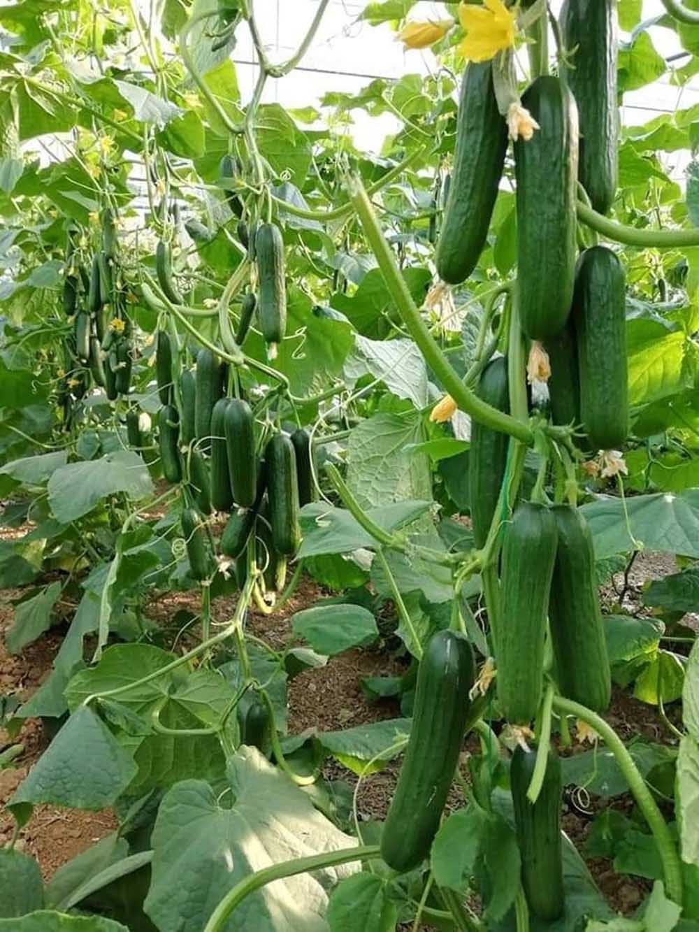 खीरे की वैज्ञानिक खेती बनी वरदान खीरे की वैज्ञानिक खेती बनी वरदान