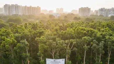 रिज क्षेत्र में 100 से ज्यादा पेड़ काटने से पहले अनिवार्य होगा साइट निरीक्षण