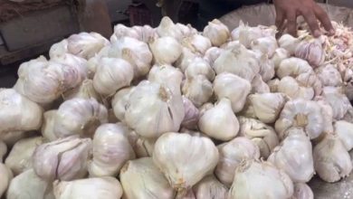 किसानों को मिलेगी नई तकनीक, बारां में लहसुन एक्सीलेंस सेंटर की तैयारी तेज