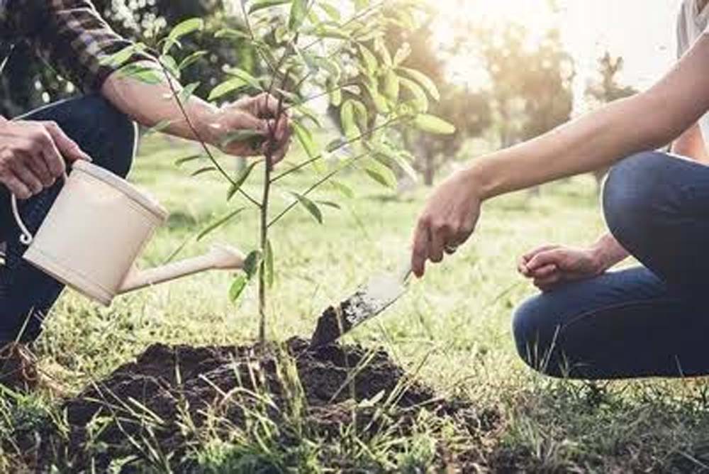 हरियाणा में 15 लाख से अधिक पौधारोपण, कोर्ट परिसरों से सार्वजनिक स्थलों तक हरियाली हरियाणा में 15 लाख से अधिक पौधारोपण, कोर्ट परिसरों से सार्वजनिक स्थलों तक हरियाली