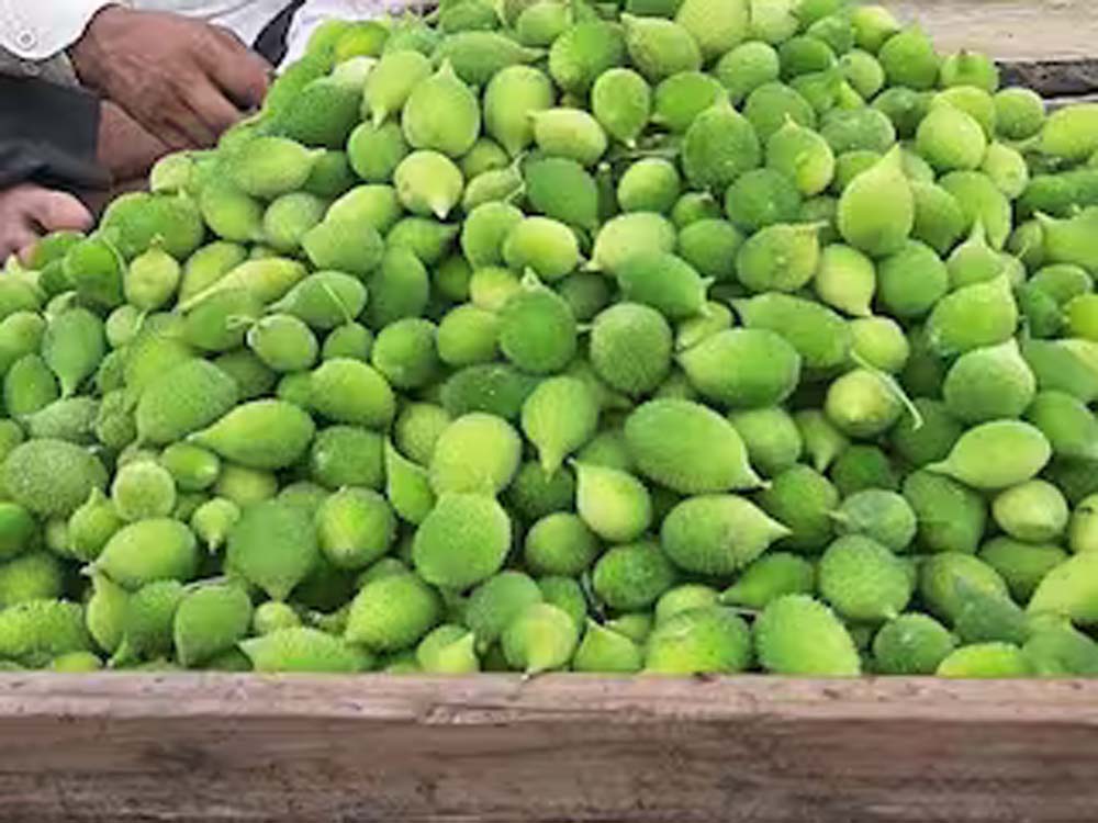 बरसाती सब्जी कीकोड़ा बनी मुनाफे की फसल, 300 रुपये किलो तक कीमत बरसाती सब्जी कीकोड़ा बनी मुनाफे की फसल, 300 रुपये किलो तक कीमत