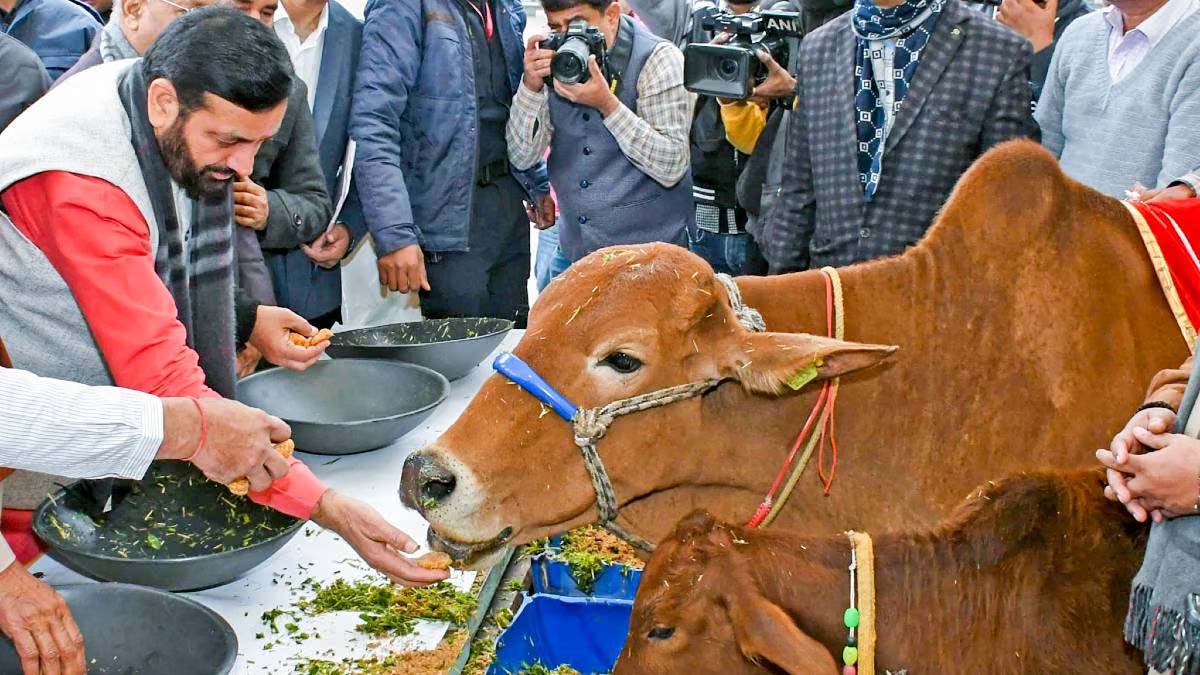 हरियाणा में गोसेवा को बढ़ावा, 650 गोशालाओं में चार लाख बेसहारा गोवंश की देखभाल